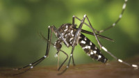 Dengue update: 7 die, 629 hospitalised in 24 hours