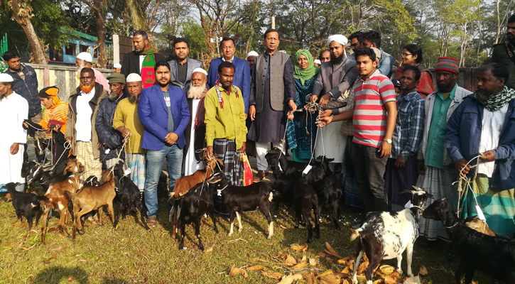 আমতলীতে জেলেদের মধ্যে ৪০টি ছাগল বিতরণ