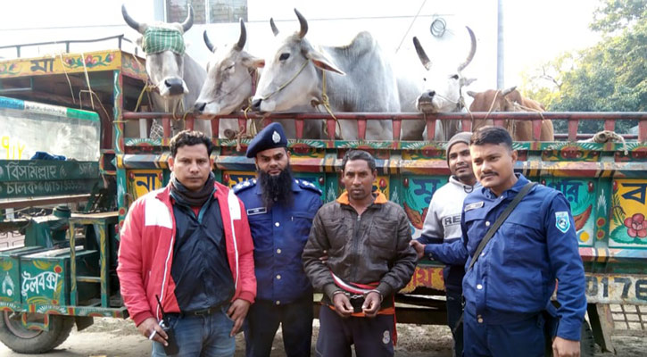 ভারতীয় গরুসহ যুবক আটক