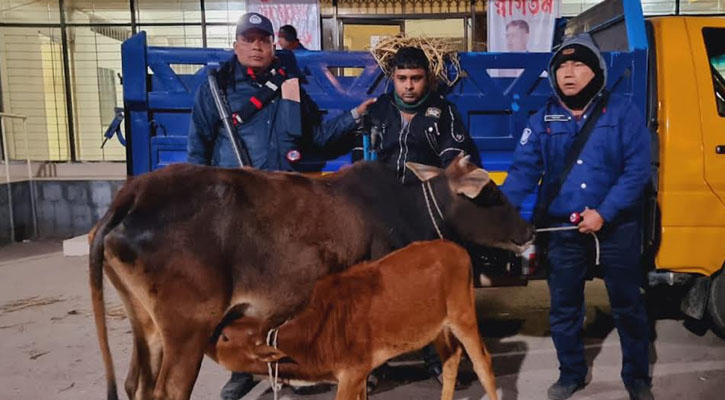 সোনাগাজীতে চোরাই গরুসহ যুবক আটক