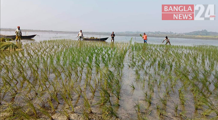 শিবচরে চরাঞ্চলের জমিতে বোরো আবাদে ব্যস্ত কৃষকরা