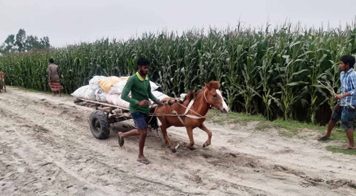 নীলফামারীতে তিস্তার চরে জনপ্রিয় ঘোড়ার গাড়ি