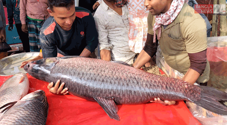 পোড়াদহ মেলায় ৪০ কেজির ব্ল্যাক কার্পের দাম ৮০ হাজার!