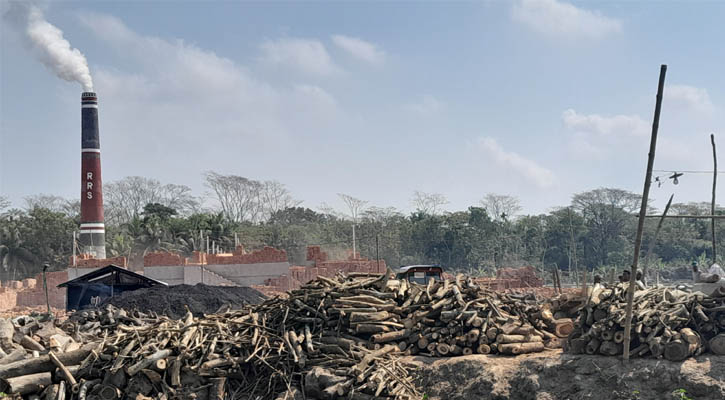 ঝালকাঠিতে অবৈধ ইটভাটায় স'মিল বসিয়ে কাঠ চেরাই