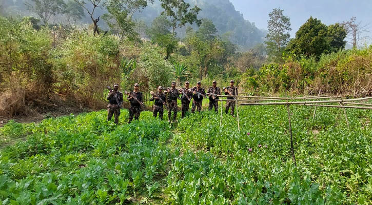 বান্দরবানে ৭ একর পপিক্ষেত ধ্বংস করল বিজিবি