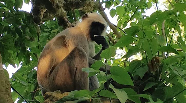 সিরাজগঞ্জে লোকালয়ে ঘুরছে মুখপোড়া হনুমান