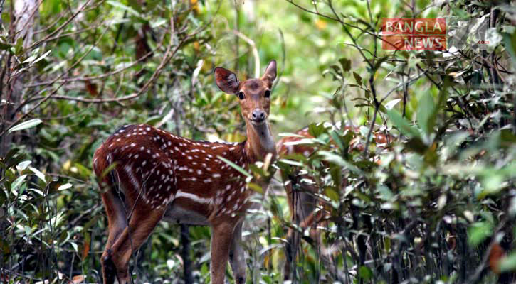 খুলনায় ৮২ কেজি হরিণের মাংস জব্দ