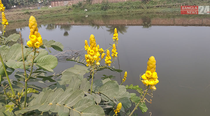 দাদমর্দন, যেমন ঔষধি গুণ, তেমন ফুলের বাহার