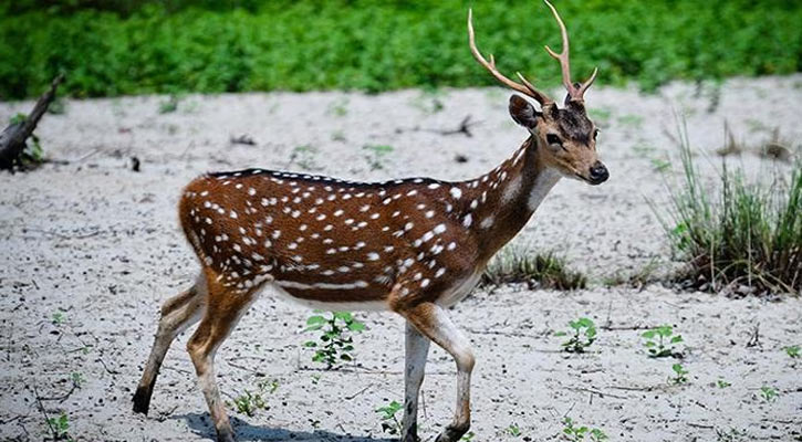 রামগতিতে ইউপি সদস্যের নেতৃত্বে হরিণ জবাই