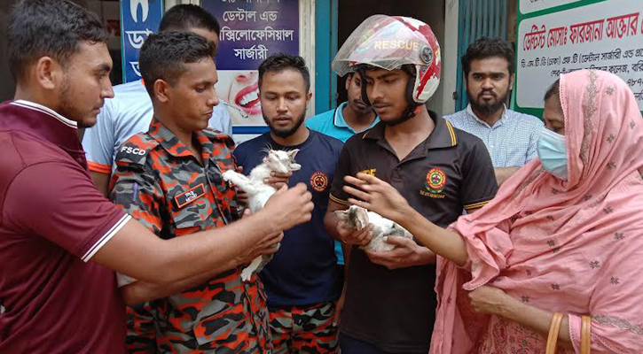  কার্নিশে ৪৮ ঘণ্টা আটকা ২ বিড়াল ছানা, উদ্ধার করল ফায়ার সার্ভিস