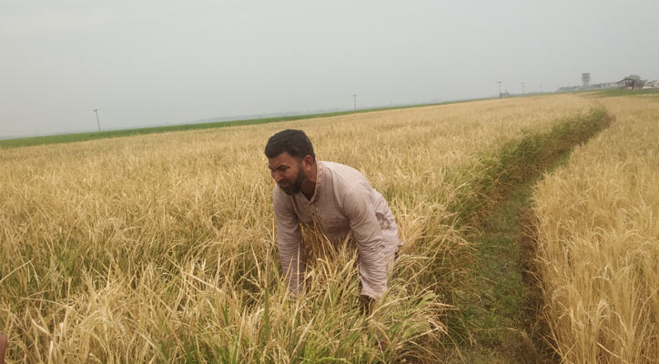 আগাছানাশক দিয়ে ৪ বিঘা ধান ক্ষেত পোড়ানোর অভিযোগ