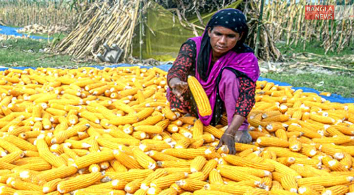 ভুট্টা চাষে লাভবান বগুড়ার চাষি