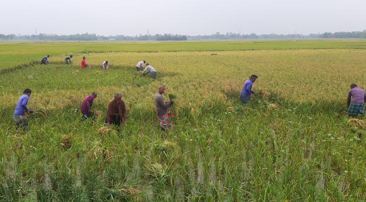 নীলফামারীতে বোরোর বাম্পার ফলন