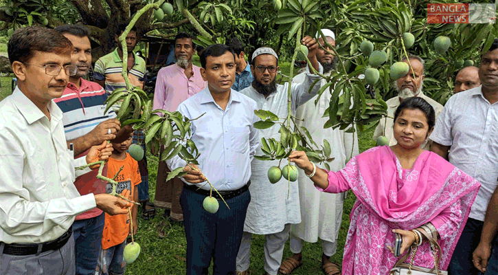 এবার নাটোরে প্রায় ৭৫০ কোটি টাকার আম কেনাবেচা হবে