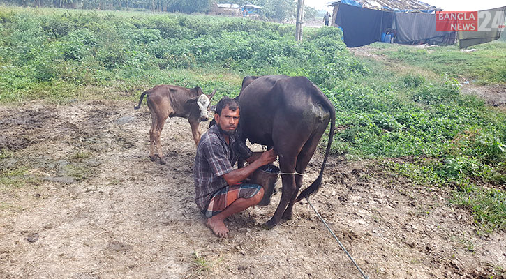 চরের ৩৫ টাকার গরুর দুধ বাজারে গেলেই ১০০ 