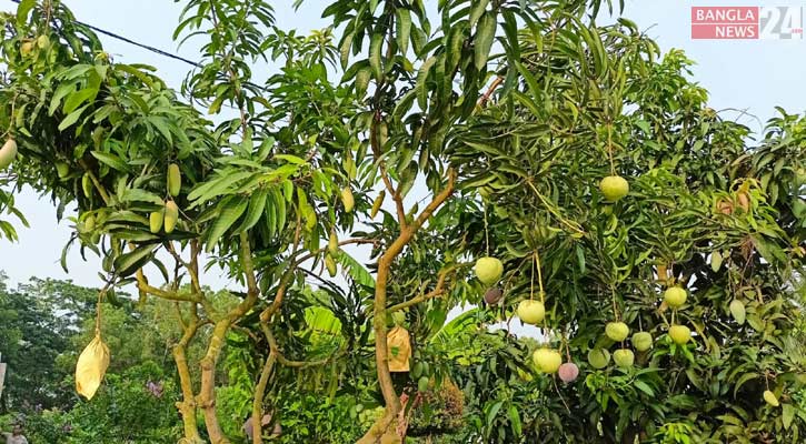 মাদারীপুর হর্টিকালচারে এক গাছেই ৮ প্রজাতির আম