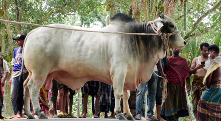 বুলবুলের উপহার কোরবানির গরু নিতে সম্মতি দিয়েছেন প্রধানমন্ত্রী