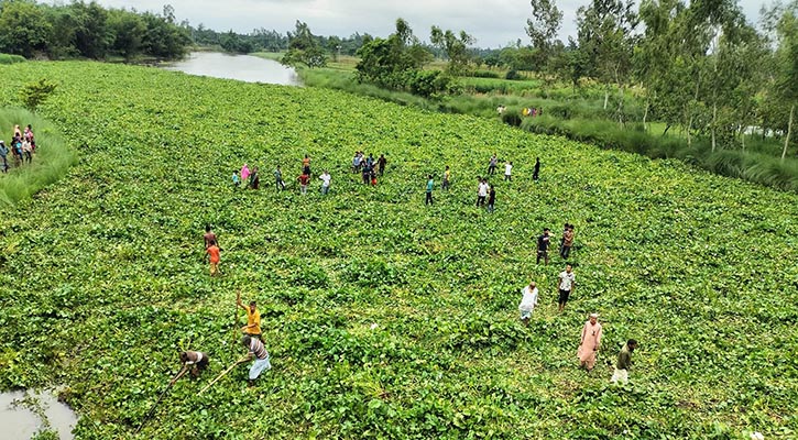 ভাসমান কচুরিপানার ওপর হেঁটে নদী পারাপার, দেখতে উৎসুক জনতার ভিড়