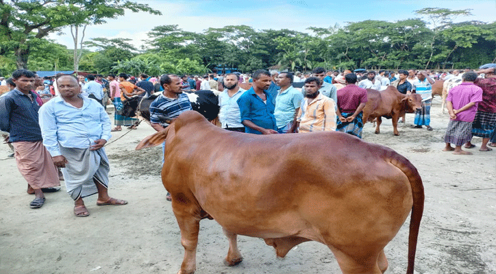 ভোলায় জমে উঠেছে কোরবানির পশুরহাট