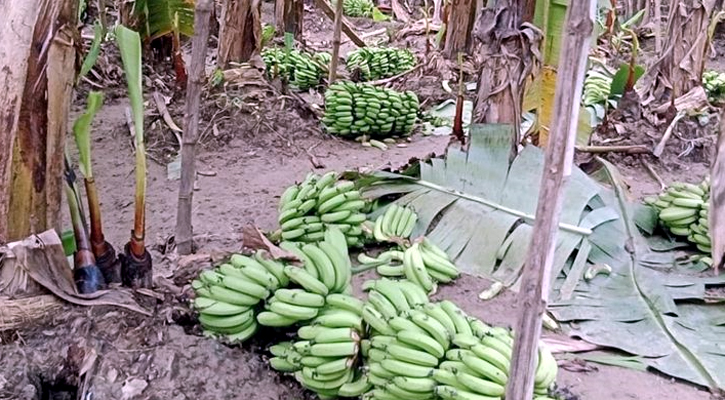 কলাবাগান দেখেই কান্নায় ভেঙে পড়লেন কৃষক 