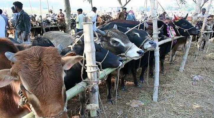 জমে উঠেছে রাজধানীর পশুর হাট