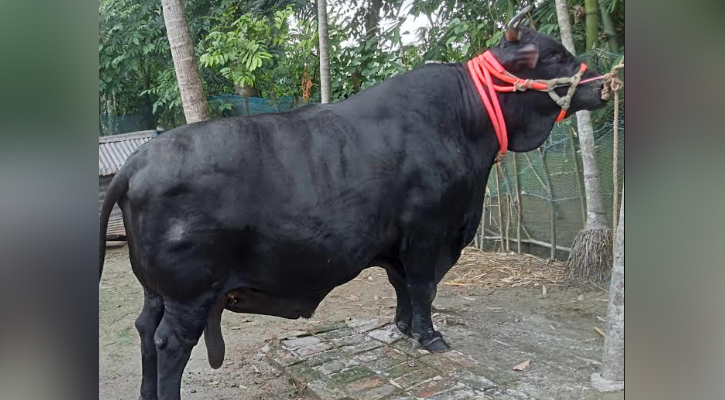 এবার হাটে উঠবে না গতবার হাট কাঁপানো সেই কালা মানিক 