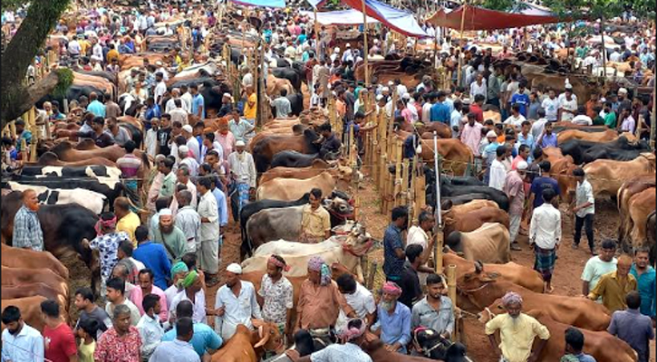 চাঁদপুরে দাম হলেও দেশীয় গরুর চাহিদা বেশি