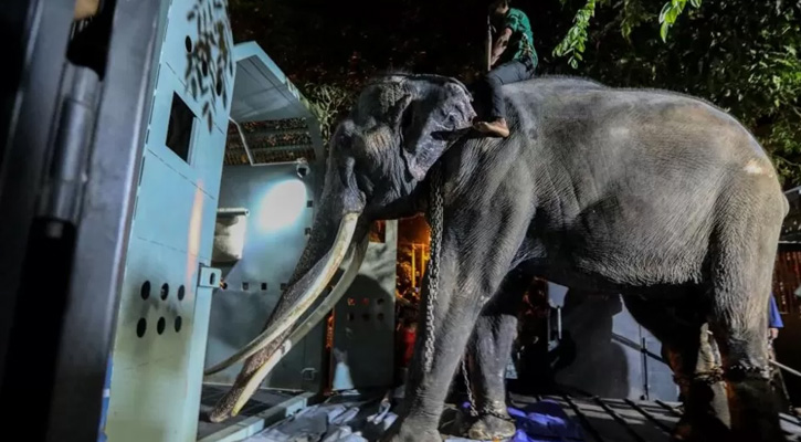 শ্রীলঙ্কাকে ২০০১ সালে উপহার দেওয়া হাতি ফিরিয়ে নিল থাইল্যান্ড 