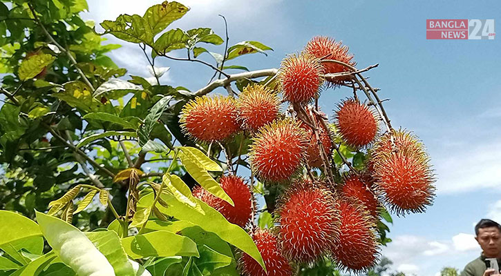 দেশের সবচেয়ে বড় রাম্বুটান বাগান রাঙামাটিতে!