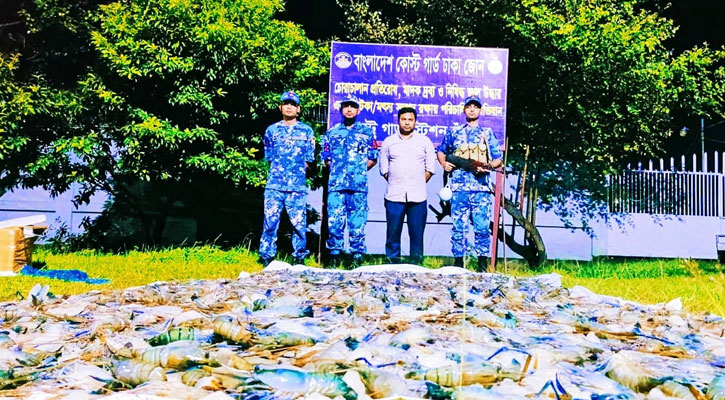 চাঁদপুরে সাড়ে ৪ হাজার কেজি জেলিযুক্ত চিংড়ি জব্দ