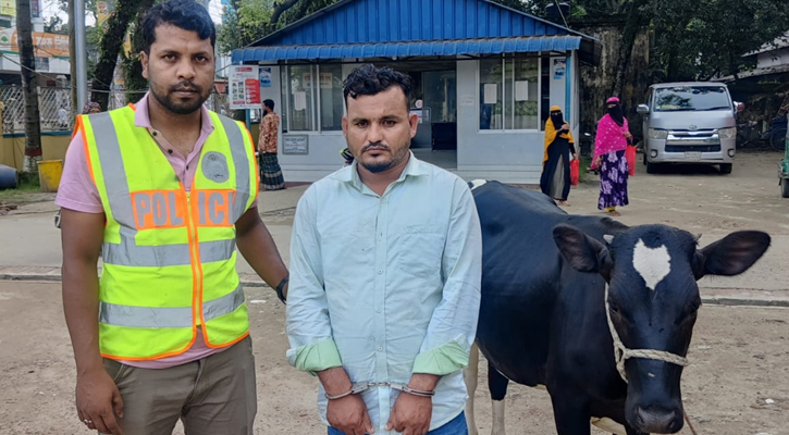 ‘স্মার্ট গরু চোর’ মাসুদ নিজেকে পরিচয় দিতেন  ব্যাংক কর্মকর্তা