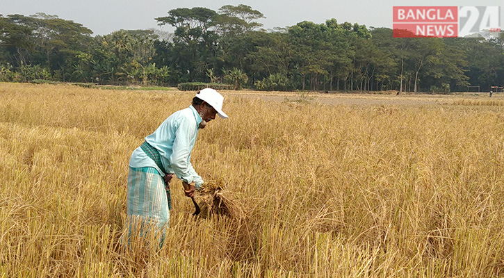 ব্যবসায়ীদের সিন্ডিকেটে জিম্মি বোরো চাষিরা