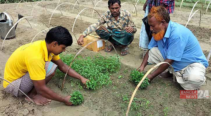 শীতকালীন সবজি চাষে ব্যস্ত চারা পল্লীর চাষিরা