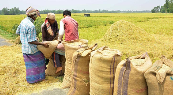 ৩০ টাকা কেজি ধান, ৪৪ টাকায় চাল কিনবে সরকার