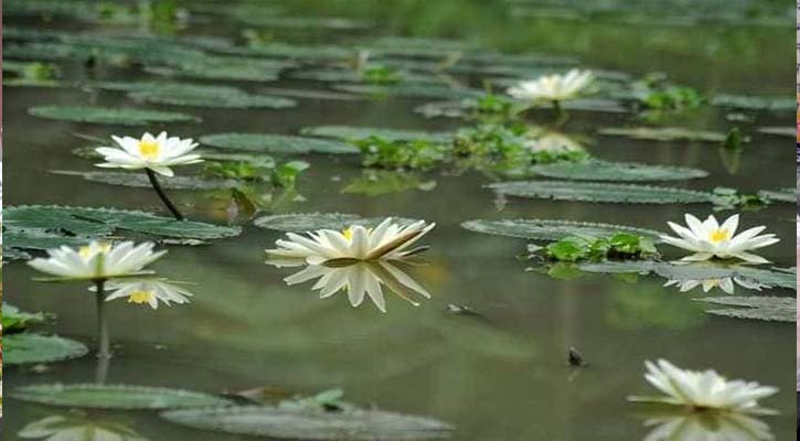 শাপলা ফুল তুলতে গিয়ে ২ শিশুর মৃত্যু