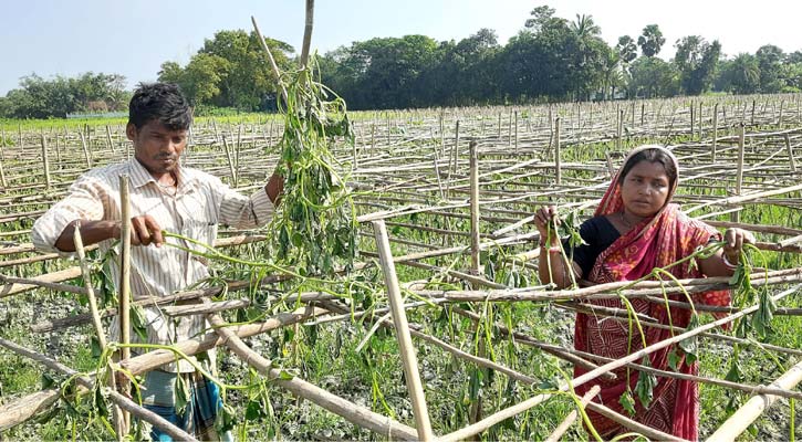 চান্দিনায় কৃষকের শসা ক্ষেত বিনষ্ট করল দুর্বৃত্তরা