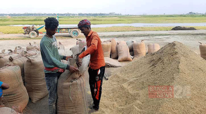 হবিগঞ্জে লক্ষ্যমাত্রা অনুযায়ী রোপা আমন উঠবে ৬১ লাখ মণ