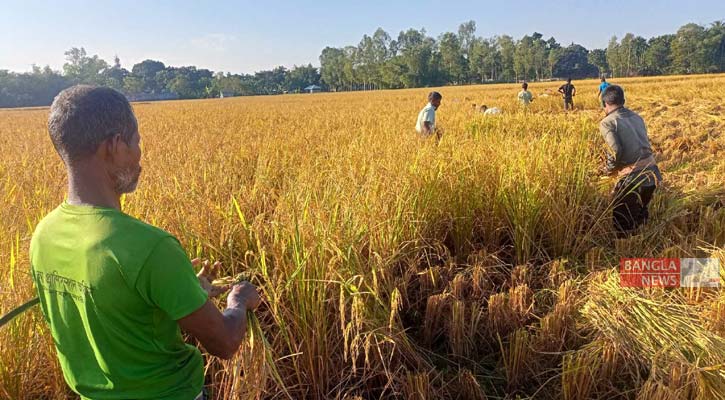 নীলফামারীতে আমন ধানের বাম্পার ফলন