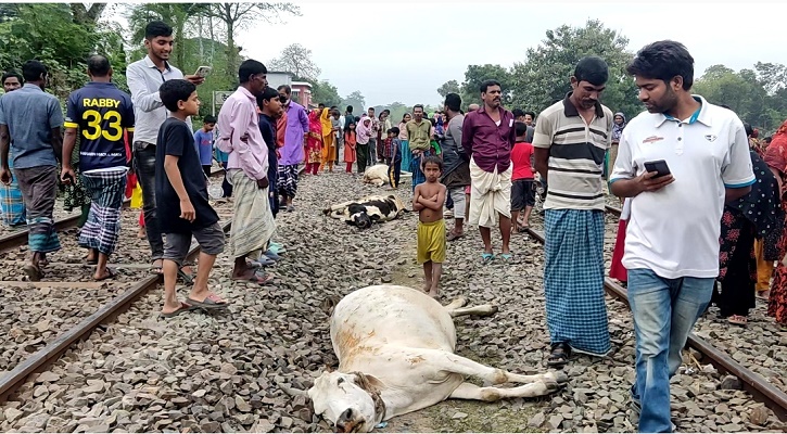 ট্রেনে কাটা পড়ে মরলো ৫ গরু, কান্নায় ভেঙে পড়লেন মালিক