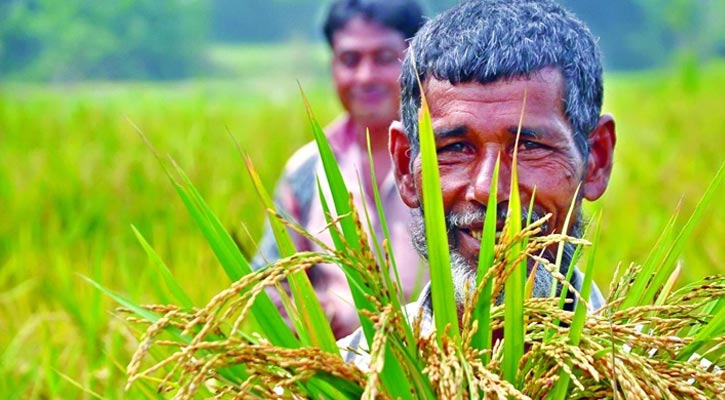 ৫ মাসে কৃষি ঋণ বিতরণ সাড়ে ১৪ হাজার কোটি টাকা