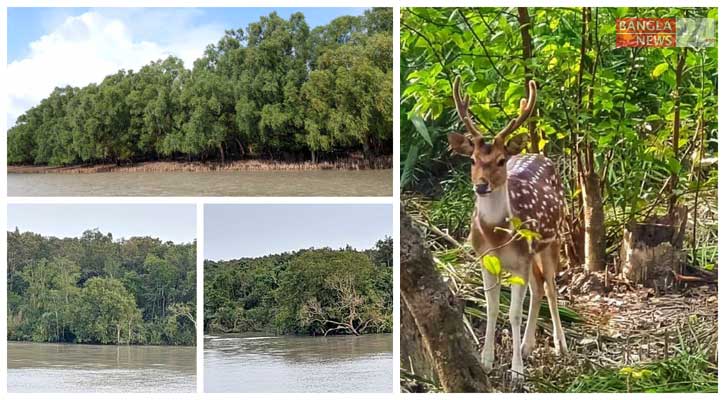 ২৩ বছরেও ‘রাষ্ট্রীয়’ স্বীকৃতি পায়নি সুন্দরবন দিবস