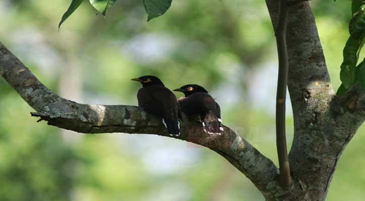 ভাতশালিক যুগলের ভালোবাসা