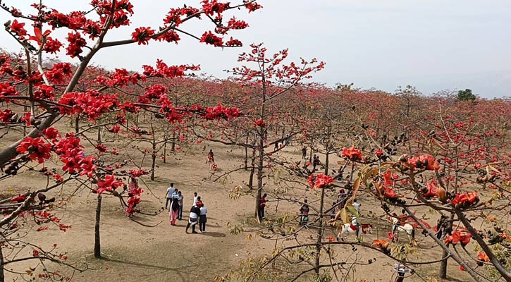 ফাগুনের আগুনরঙে সেজেছে শিমুল বাগান