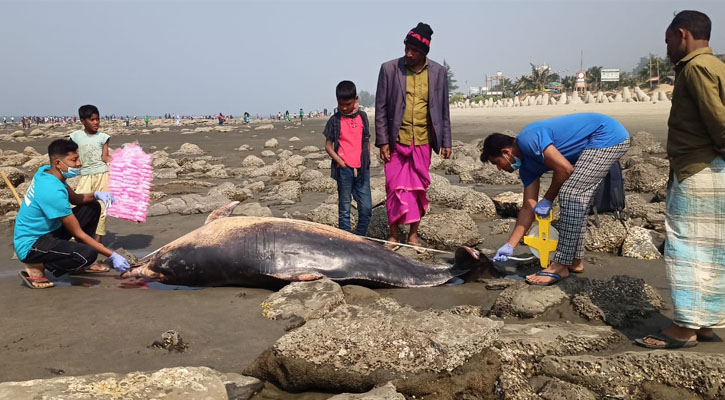 কক্সবাজার সৈকতে আবারও ভেসে এল দুটি মরা ডলফিন