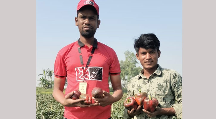 হাসি ফুটল সেই কৃষকের মুখে, স্বপ্ন কিনে নিলো তার ক্যাপসিকাম