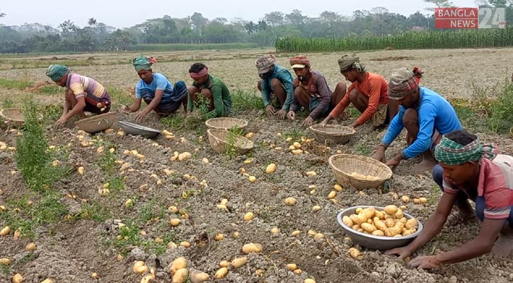 ভালো দামে বিক্রি হচ্ছে আলু, কৃষকের মুখে হাসি