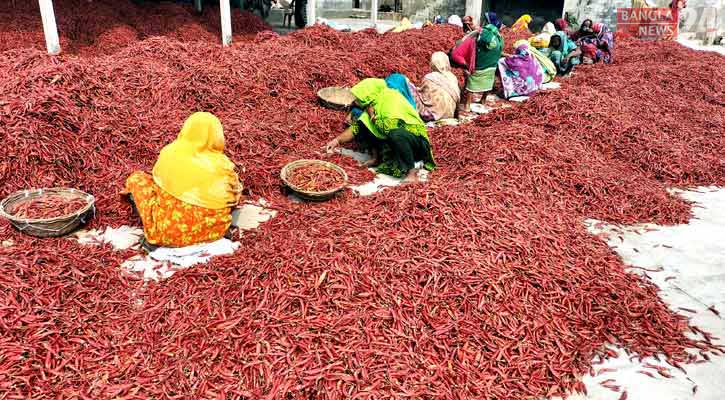 হাইব্রিড মরিচ চাষে ঝুঁকছেন বগুড়ার কৃষকেরা