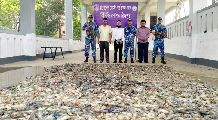 চাঁদপুরে সাড়ে ১২ মণ জেলিযুক্ত চিংড়ি জব্দ