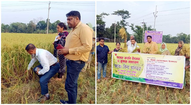 কুমিল্লায় এক বছরে বিনাধান-২৫ এর আবাদ বেড়েছে ১৯ গুণ