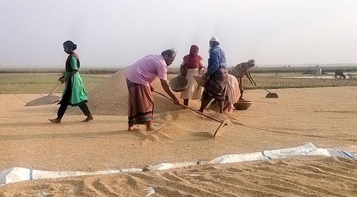 নেত্রকোনায় বোরো ধানের বাম্পার ফলন, কৃষকের মুখে হাসি